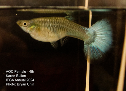 Female guppy aoc